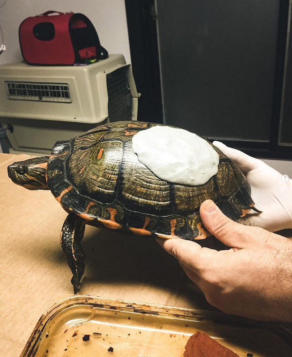 Centro de Rescate